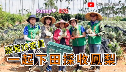 特別企劃 – 跟著訪查員一起下田採收鳳梨 / Sunny ★ 紅姊